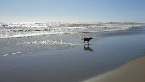 A-dog-plays-on-the-beach-of-the-roman-coast-during-springtime-and-retrieves-a-stick-in-the-water