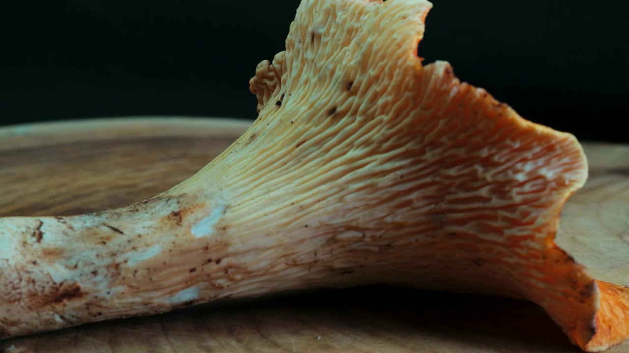 양털 살구 버섯 회전