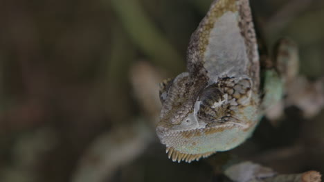 chameleon feeding in captivity with handlers in slow motion