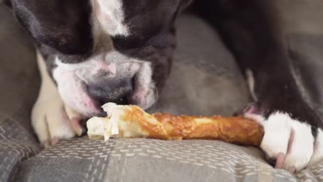 dog lying on cushion chewing pet treat indoor.