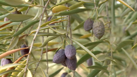 olive trees and olives