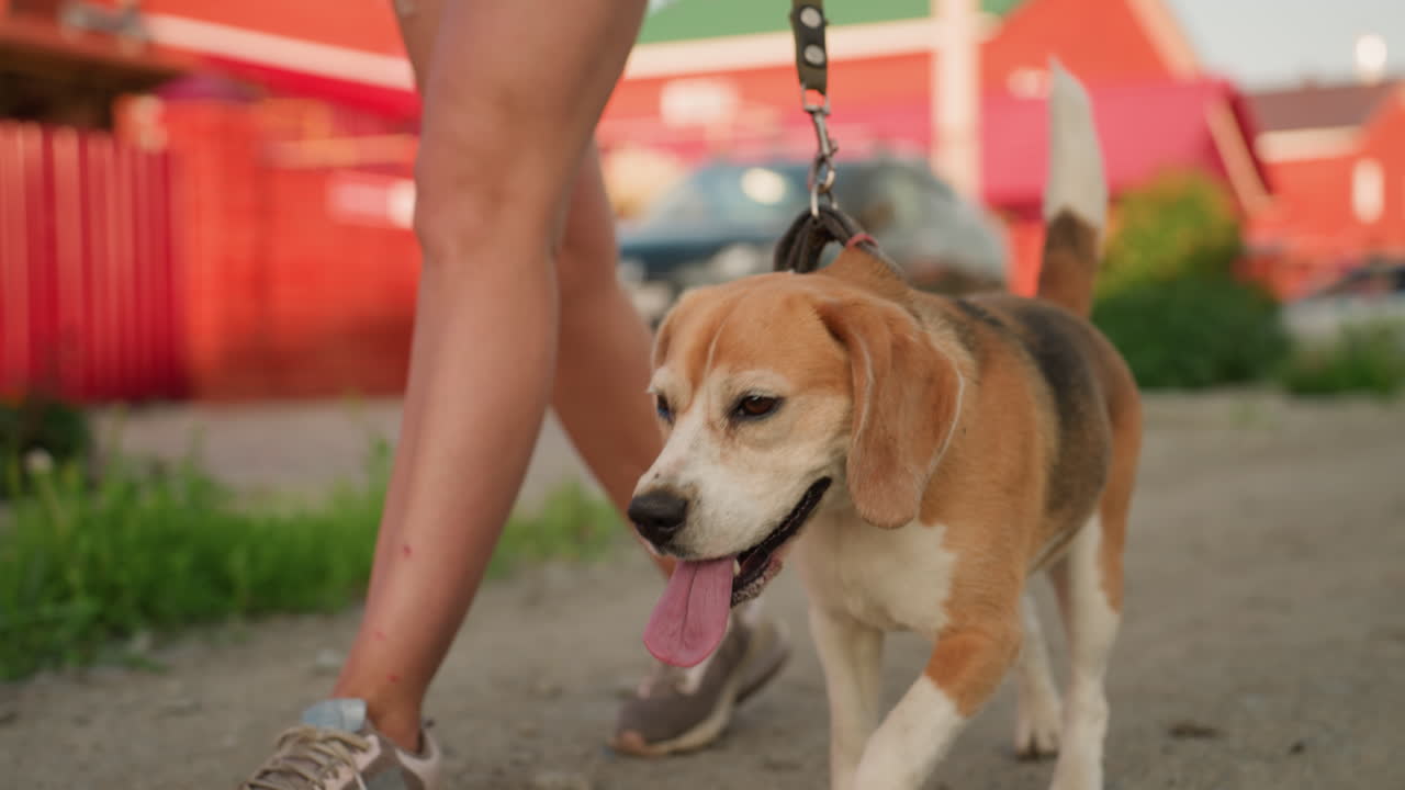 Dog owner walking beagle on leash along gravel road in rural setting, beagle panting happily with tongue out, sunny day with blurred background featuring buildings, parked cars, and power line