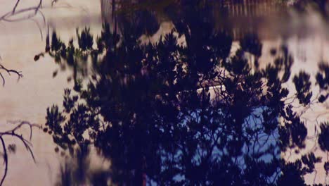reflejos de una pared de jardín y ramas de árboles con hojas en un charco mientras caen gotas de lluvia - cerrar