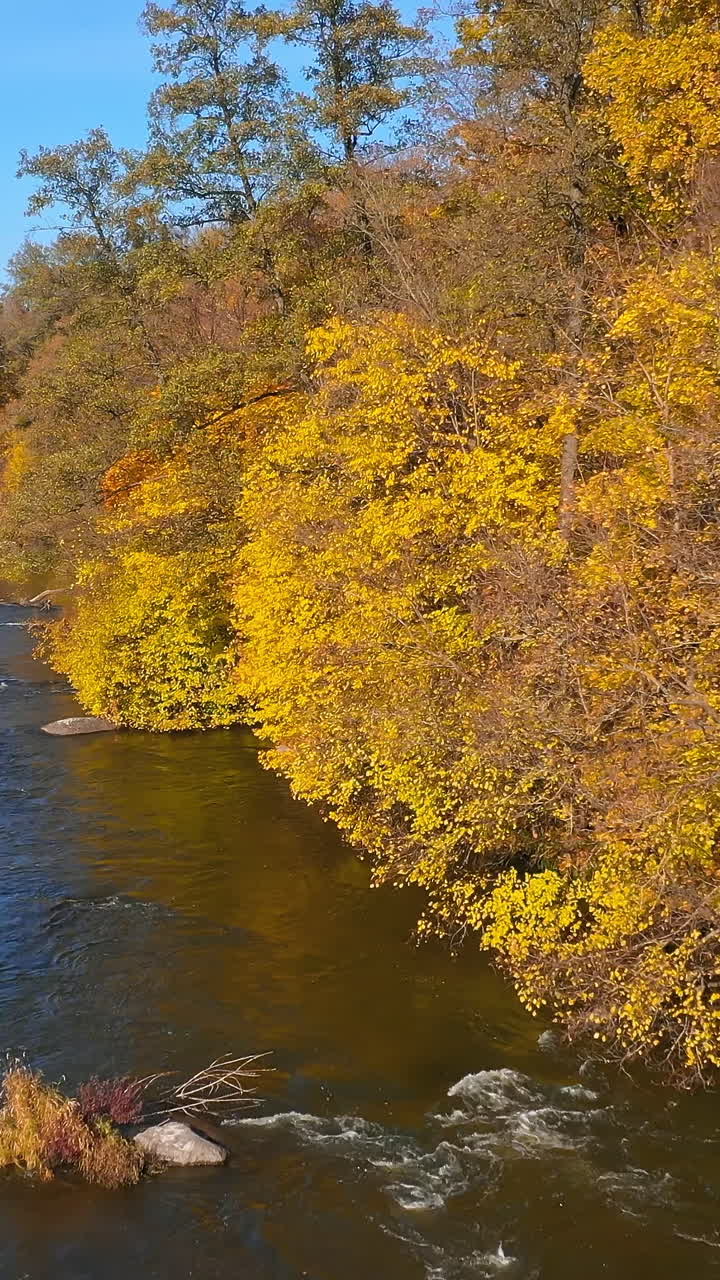 River among beautiful yellow trees in fall season. Narrow blue river flowing among golden trees from both sides in autumn with sun flare. Vertical video
