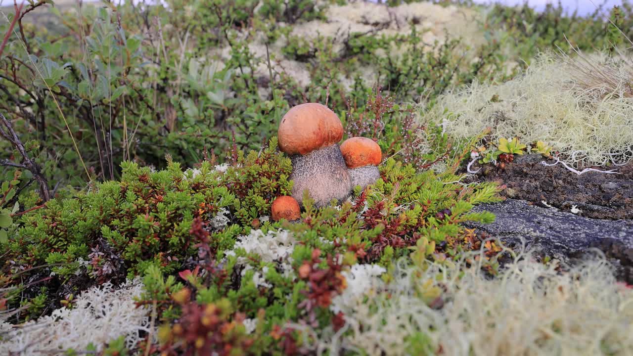 북극 드라 모스에서 아름다운 boletus edulis 버섯, 아름다운 자연에서  버섯, 노르웨이 자연 풍경, 버섯 계절.