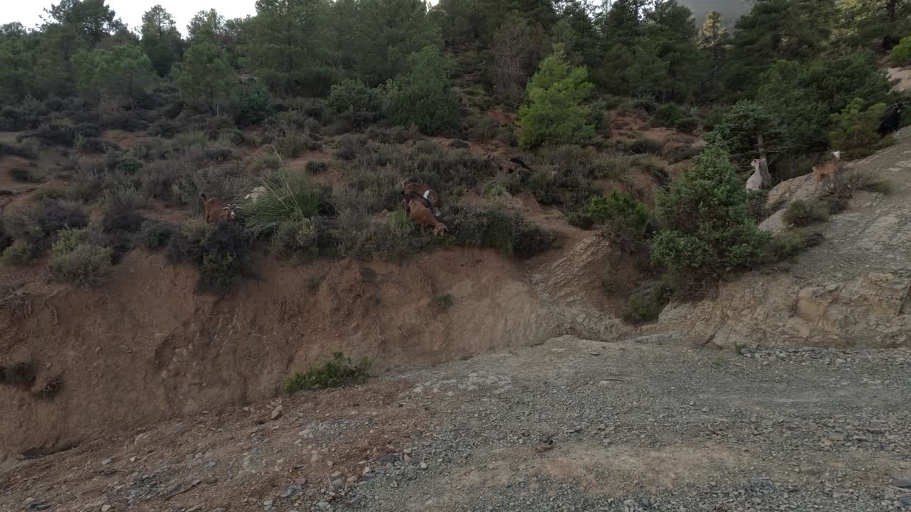 아름다운 풍경 가운데, 염소  ⁇ 가 평화롭게 푸른 허브를 잡고, 평화와 자연의 아름다움의 그림 같은 시골 풍경을 그리고 있습니다.