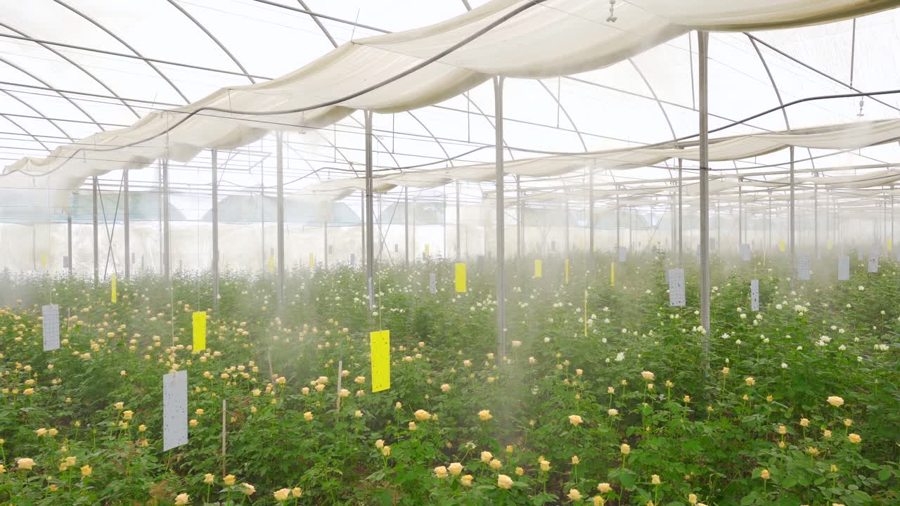 꽃 물, 장미 물.