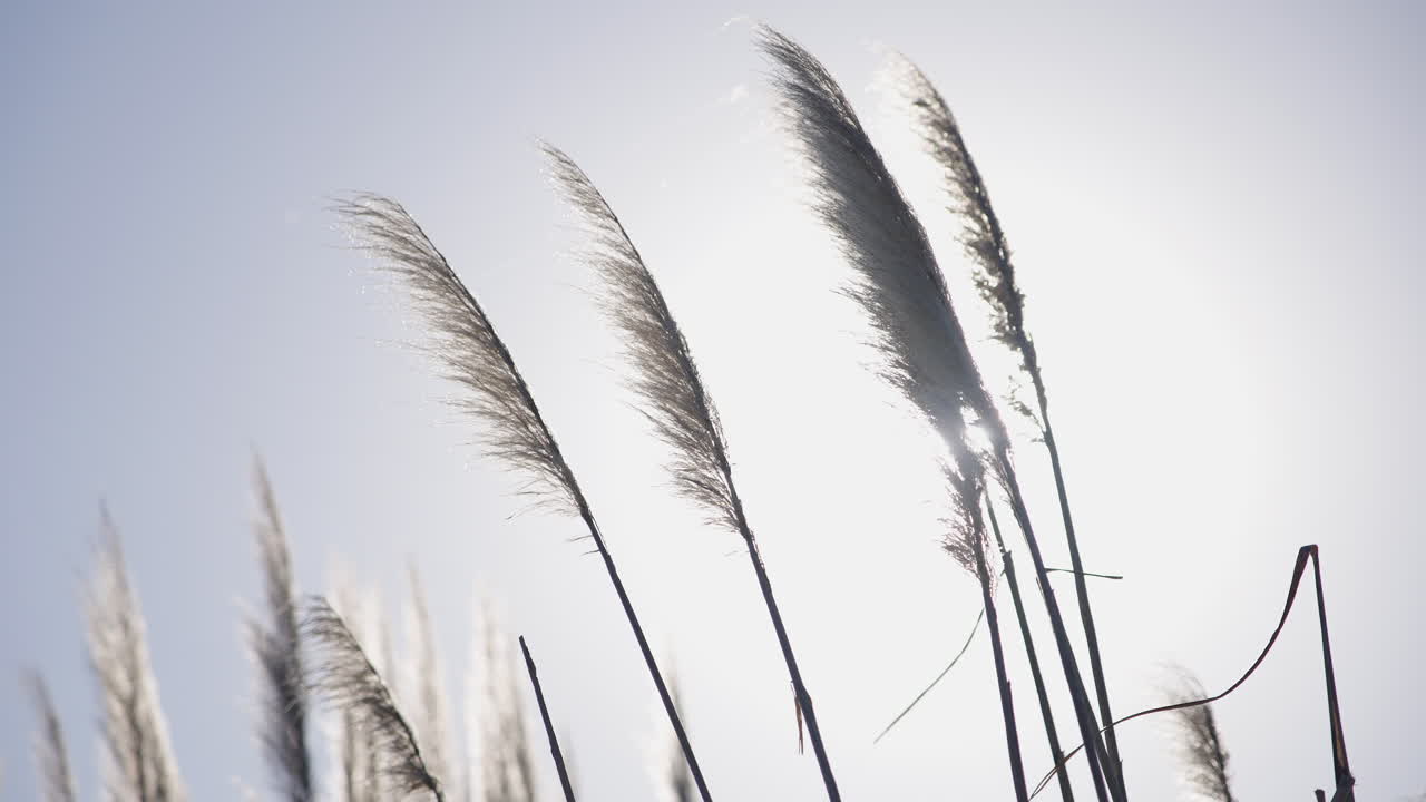 Pampasgræs svajer blidt i vinden med modlys fra solen