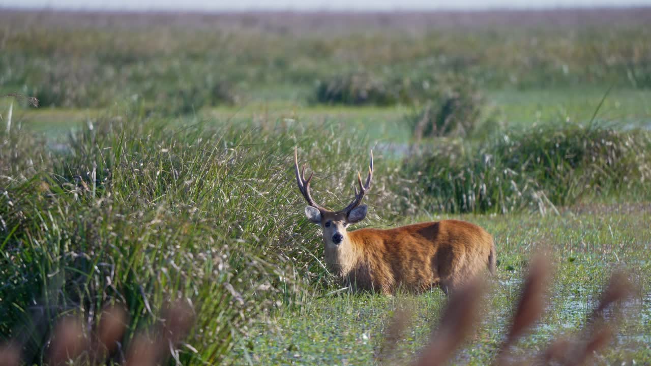 Static view of a Marsh Deer (Blastocerus dichotomus) standing partially submerged in the wetlands of Iberá National Park, Argentina