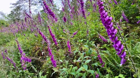 Die-Lila-Glockenblumenpflanzen-Irgendwo-Im-Wunderschönen-Garten-Von-Frankreich