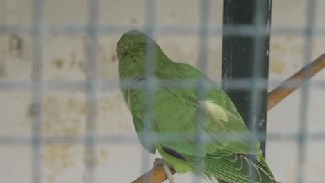 un loro verde se para en su percha detrás de una jaula