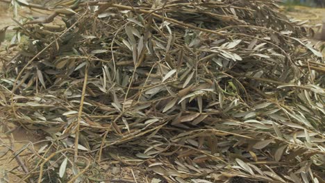 ramas y hojas de olivo