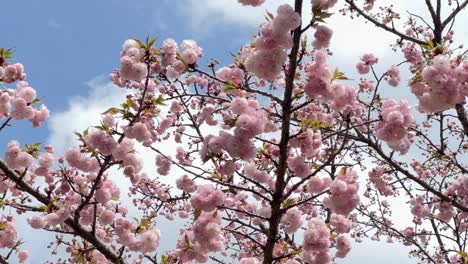 beautiful fluffy pink sakura against cloudy sky in slow motion