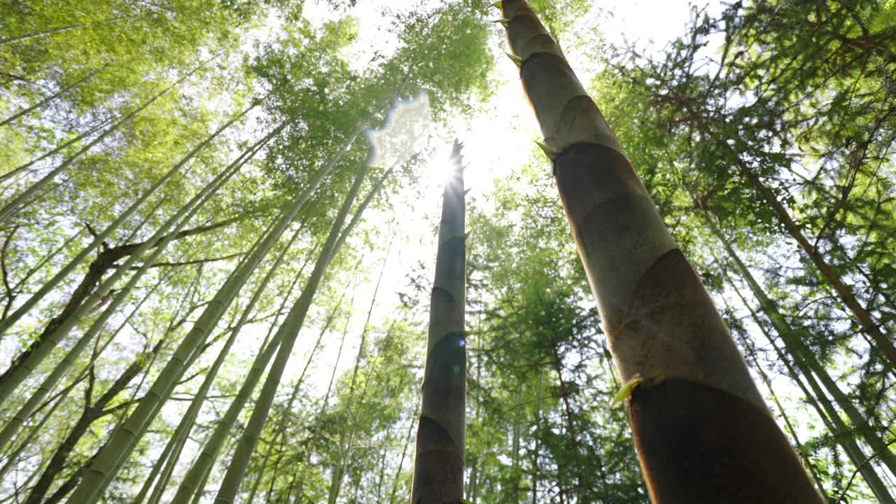 Spring has arrived, and bamboo shoots in the bamboo forest begin to grow rapidly, a natural food ingredient