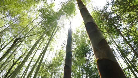 spring has arrived, and bamboo shoots in the bamboo forest begin to grow rapidly, a natural food ingredient