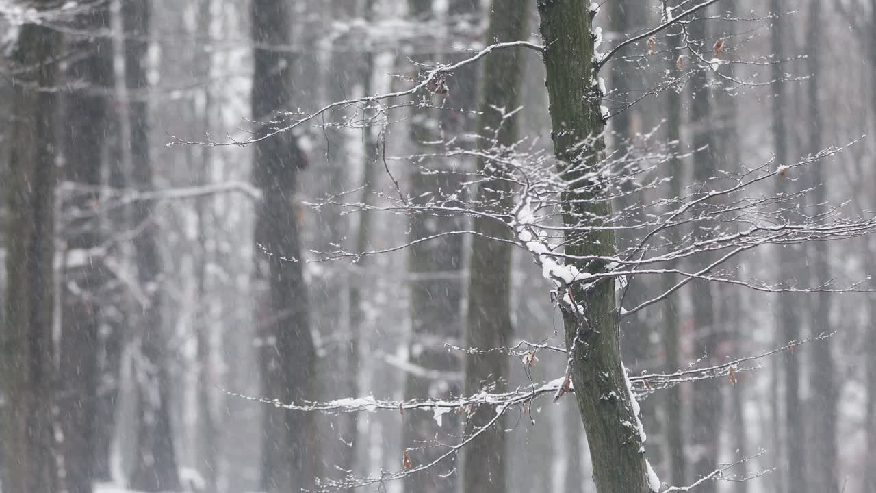 눈이 내리는 동안 숲에서 나무 줄기