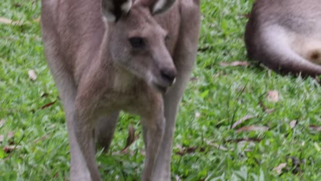 kangaroo interacts with bird on grassy field