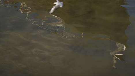 seagulls soar above the shimmering water in porto, portugal - close up