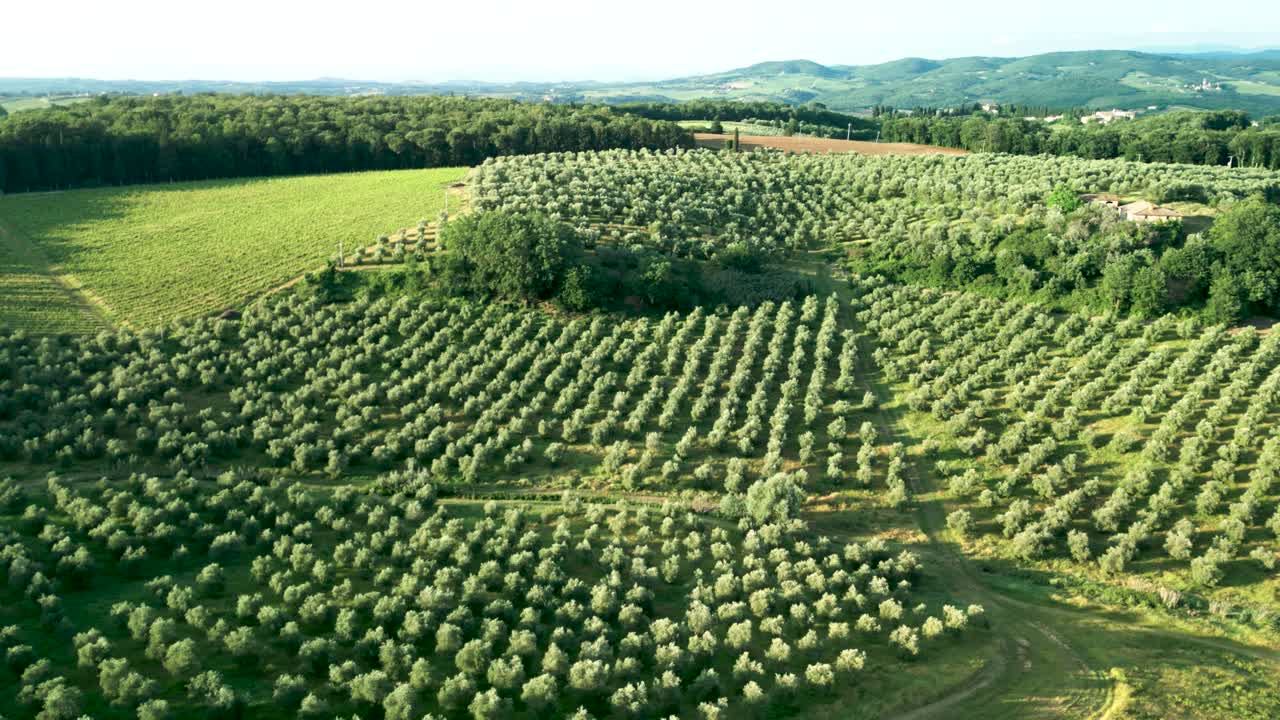 drone aéreo en las colinas de olivares de toscana