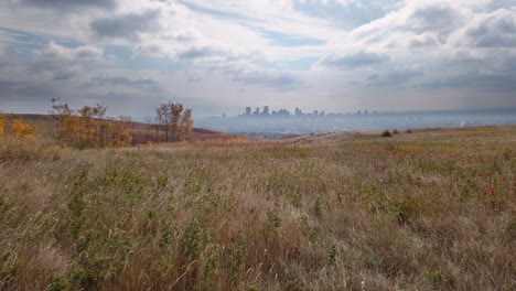 city skyline from meadow skyscrapers yellow grass dolly calgary alberta canada