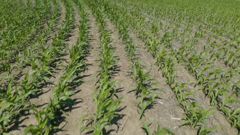 aerial view of dry cornfield in hot summer drought