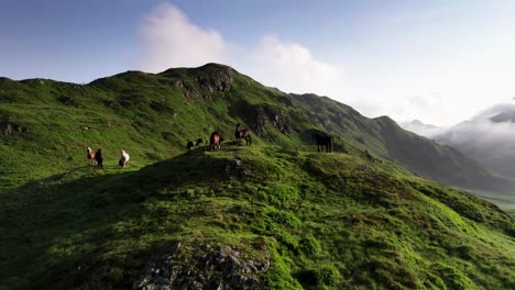 droneshot flying parallel to some horses over hills and trails in austrian alps