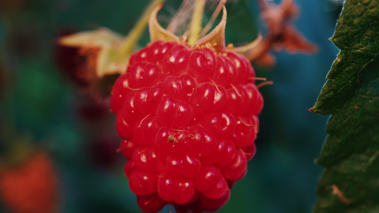 Close up of a vibrant red raspberry in natural sunlight with a blurred background