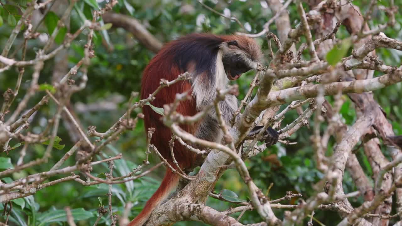 mono colobo rojo en el bosque de jozani, zanzíbar