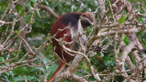 Roter-Colobus-Affe-Im-Jozani-Wald,-Sansibar