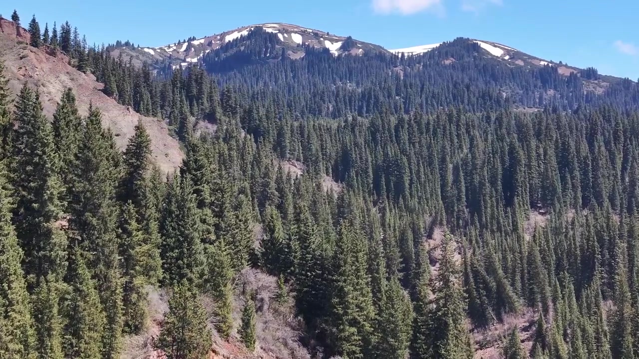 Vasta foresta di conifere, primo piano drone sopra gli alberi. Paesaggio naturale, montagne del Kirghizistan.