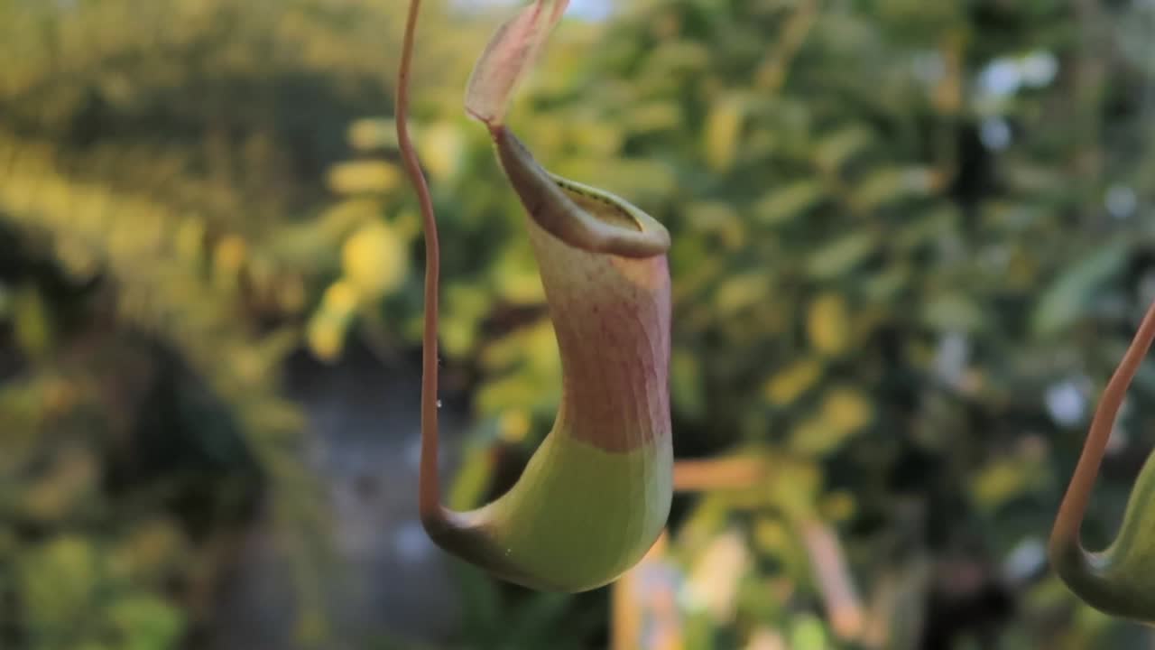 Carnivorous plant shaped like a tube for capturing flies and bugs, close-up shot inside an inside glasshouse with warm light