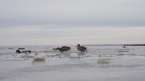 los patos navegan con gracia por el lago helado y se deslizan en el agua congelada.
