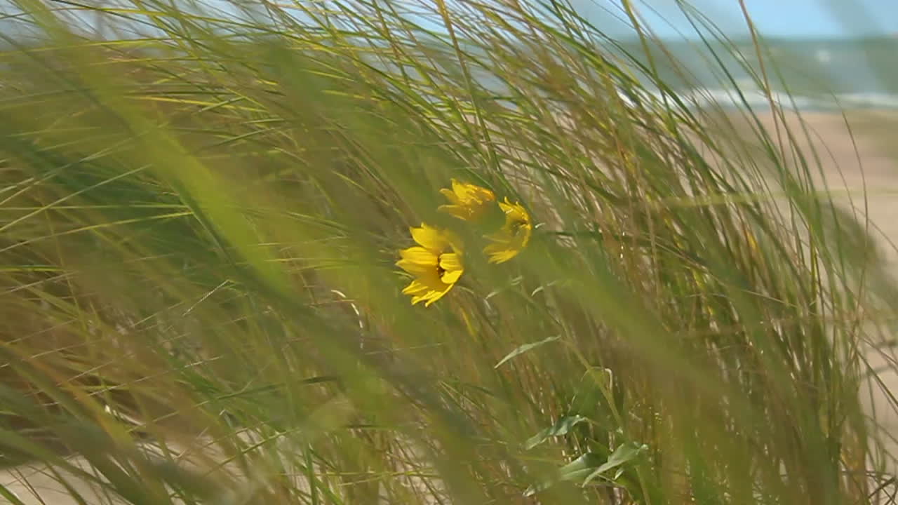 flores y hierba que sopla en el viento en la playa