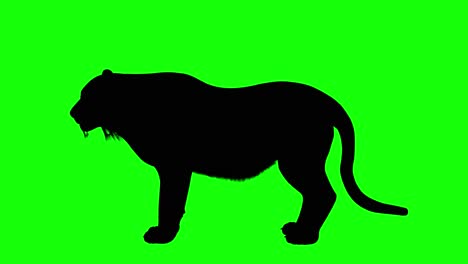 silhouette of a tiger howl, on green screen, side view