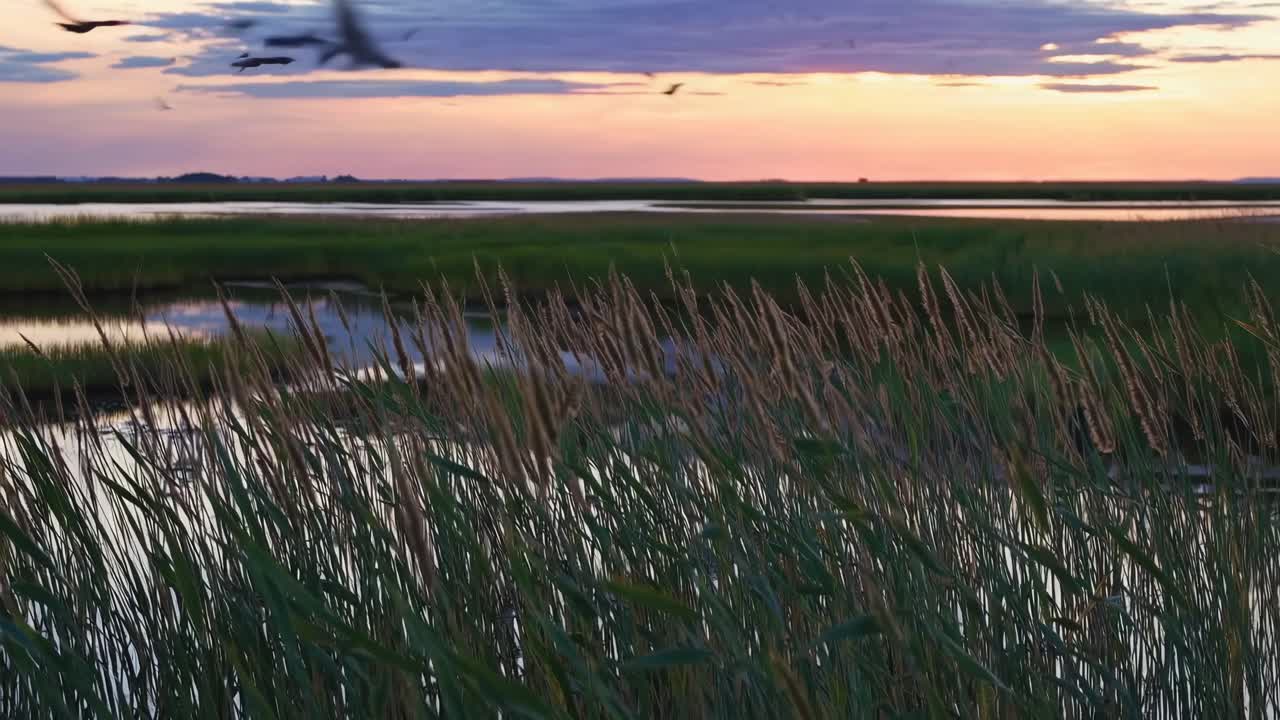 Tramonto sereno su zone umide ripreso in un video grandangolare. La bassa angolazione della telecamera evidenzia alte