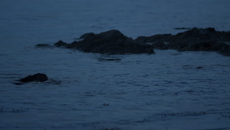 Water-pulsing-from-current-on-sharp-rocks-at-blue-hour,-medium-shot