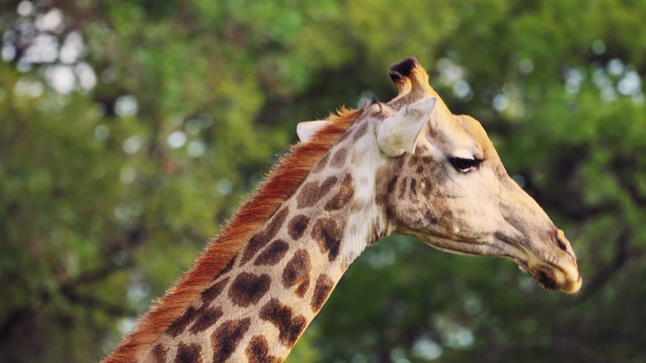 Primo piano della testa e del collo di una bellissima giraffa con sfondo sfocato di alberi, nella Riserva Naturale di Khwai, Botswana.