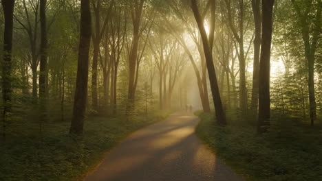 misty forest path with sunrays