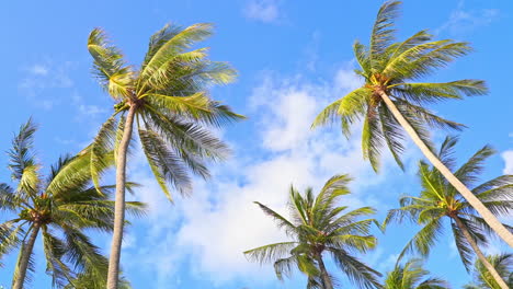 Palmeras-De-Coco-Sobre-El-Cielo-Azul-Con-Nubes-Blancas-En-Un-Día-Soleado---Mira-Hacia-Arriba