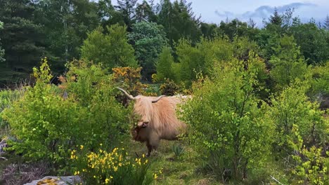 highland cattle feeding on plants - wide shot