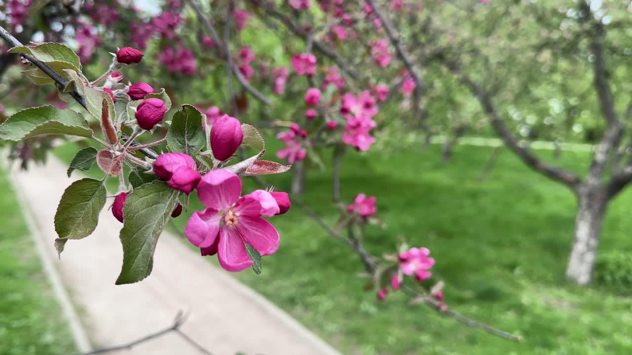 A cherry tree with red flowers blooms in the city park