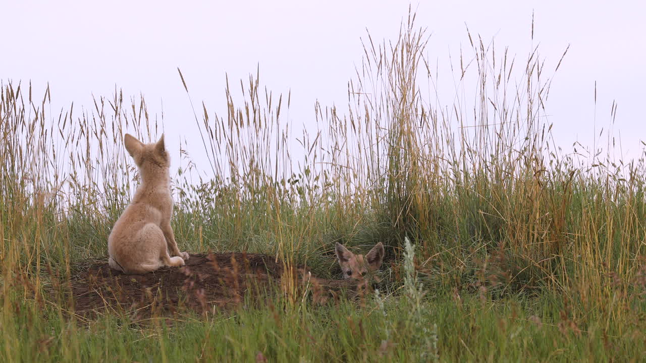 dos dulces e inocentes cachorros de coyote descansando sobre tierra marrón junto a la tierra de hierba y una guarida subterránea mirando a la cámara con ojos marrones curiosos, retrato estático