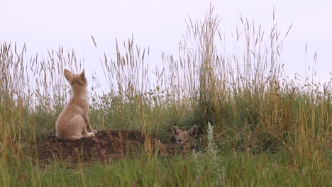 Two-sweet-innocent-young-baby-coyote-puppies-resting-on-brown-dirt-by-grass-land-and-underground-den-looking-at-camera-with-brown-eyes-curious,-static-portrait