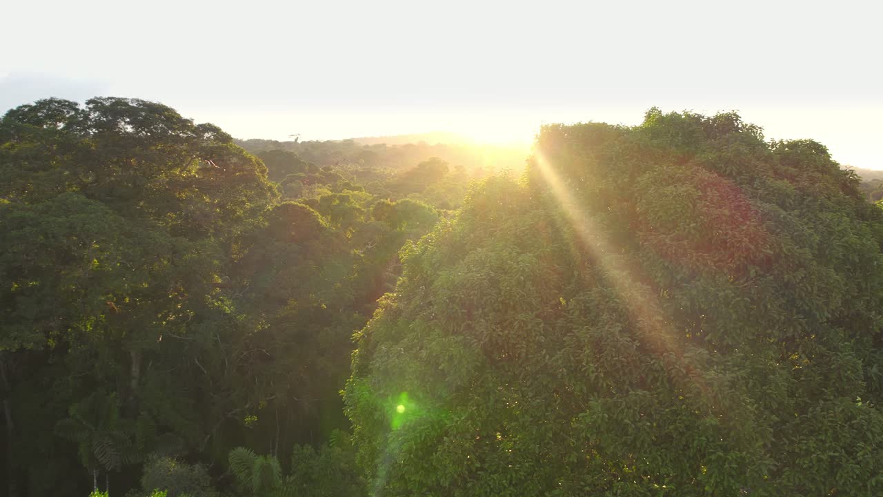 A small flock of scarlet macaws flies over the lush Peruvian rainforest at sunset, glowing with sun flare."