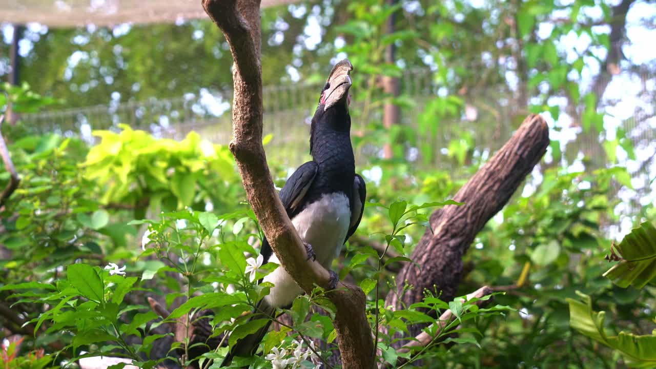 curioso trompetista hornbill, bycanistes bucinator con casco distintivo en el pico, encaramado en la rama de un árbol rodeado de vegetación densa y exuberante, preguntándose alrededor del entorno cerrado