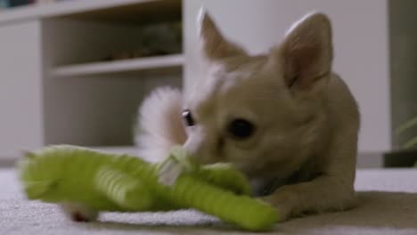 happy crossbreed dog enjoying playing with a green soft toy, handheld