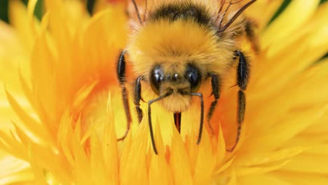 a bumblebee actively gathers pollen on a vibrant yellow flower in a sunlit garden, captured in close-up macro with shallow depth of field