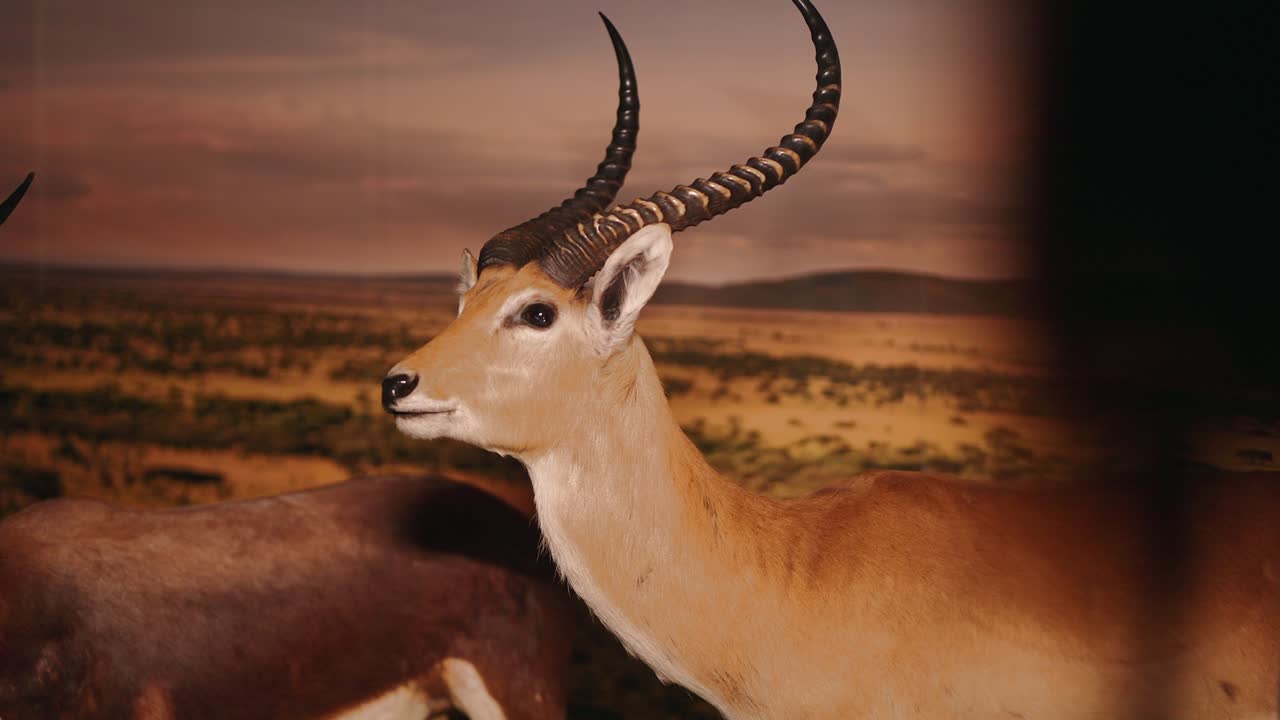 gacela disecada mostrando su habitat