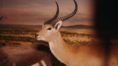 stuffed gazelle showing its habitat