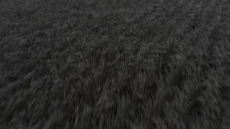 Aerial-fly-over-of-golden-crop-stubble-at-sunrise